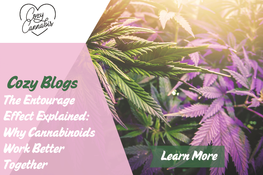Cannabis plant with green and purple leaves under sunlight, promoting Cozy Cannabis blog titled "The Entourage Effect Explained: Why Cannabinoids Work Better Together."