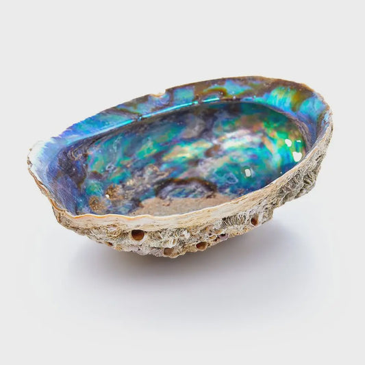 Abalone Shell Pure Blue from Mexico