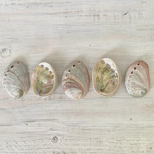 Abalone Shell