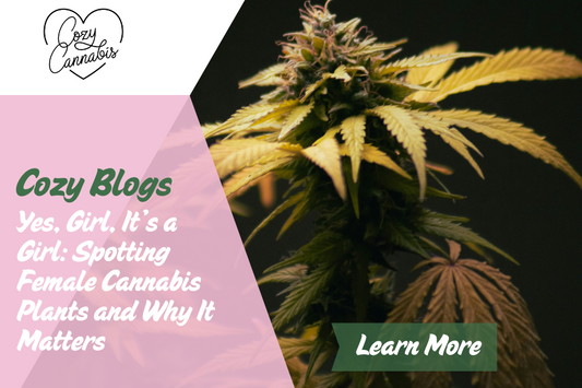 Yes, Girl, It’s a Girl: Spotting Female Cannabis Plants and Why It Matters