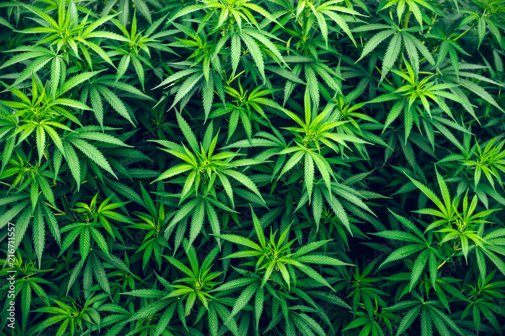 Does Weed Taste Different by Season? Cozy’s Flavor Calendar