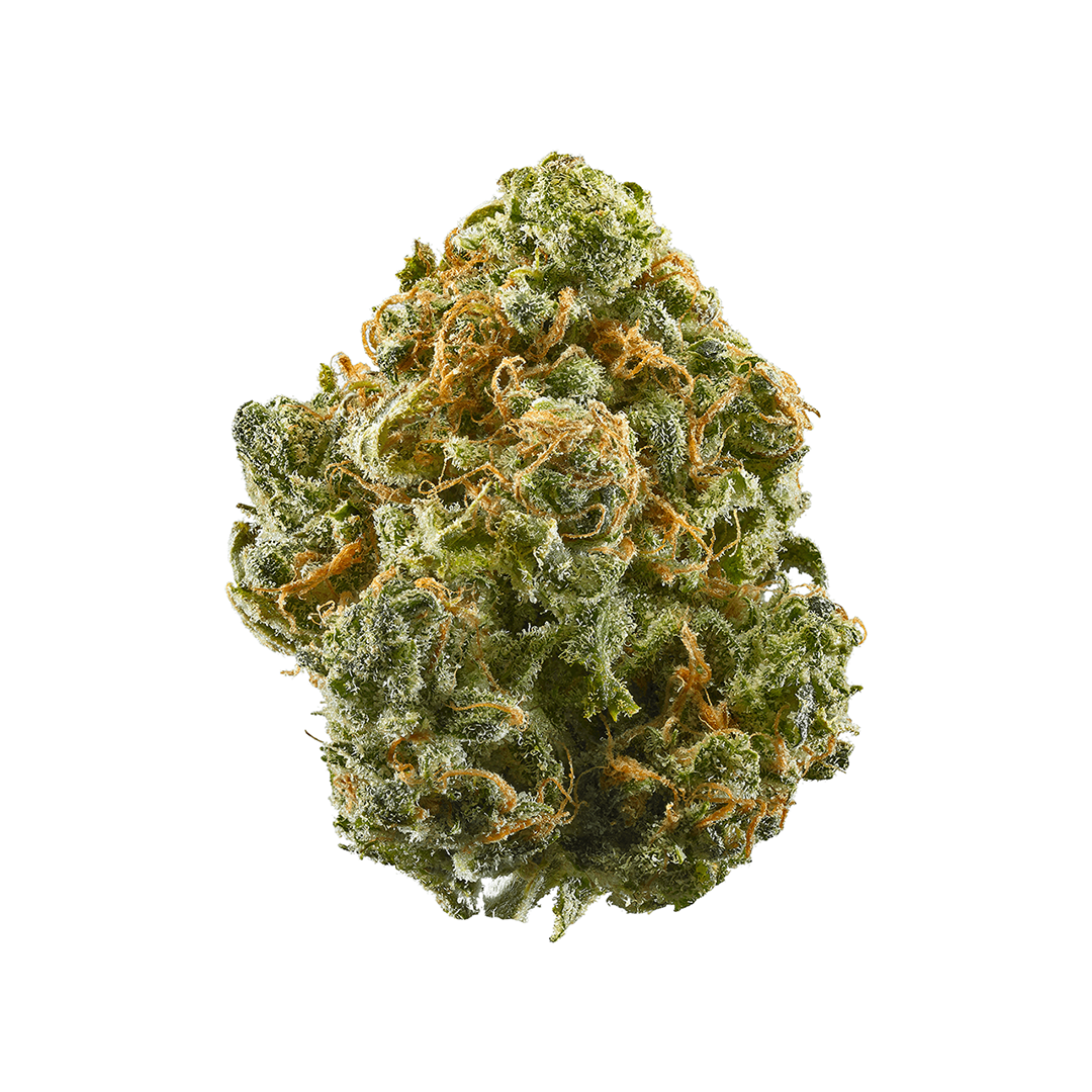 Close-up of a cannabis bud on a white background