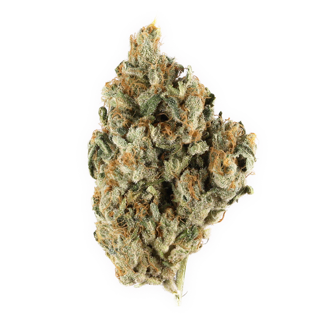 Close-up of a cannabis bud on a white background