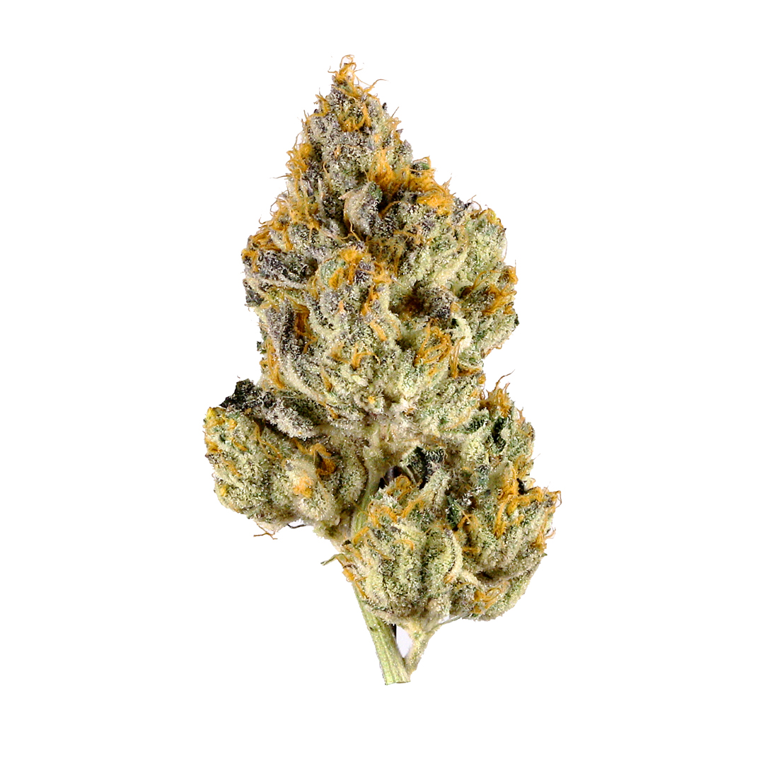 Dried cannabis bud on a white background