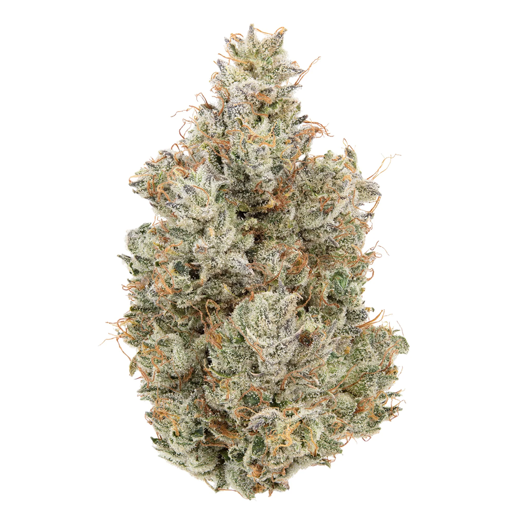 Close-up of a cannabis plant bud on a white background