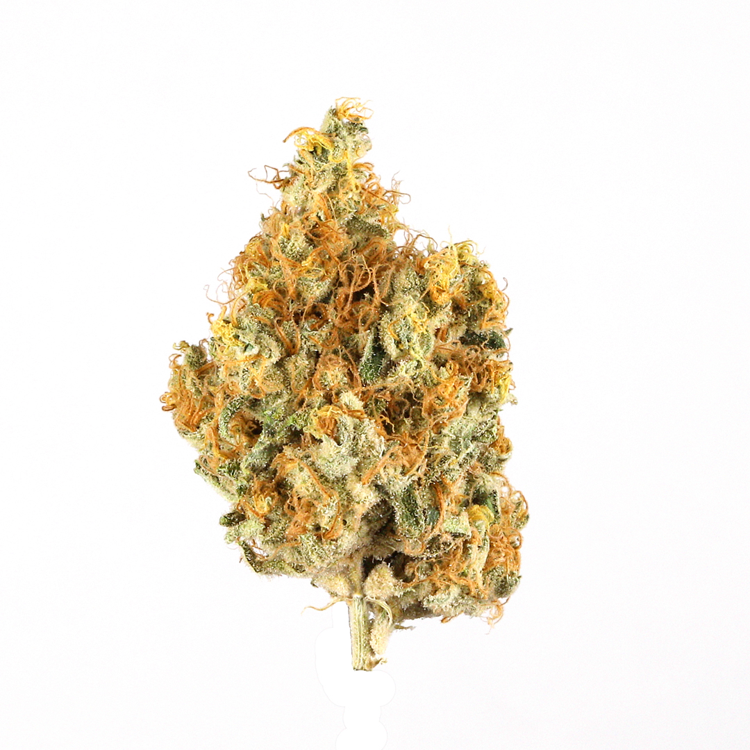 Close-up of a cannabis bud on a white background