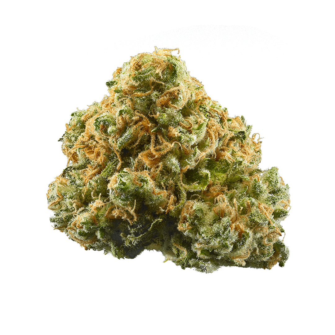 Close-up of a cannabis bud with a white background